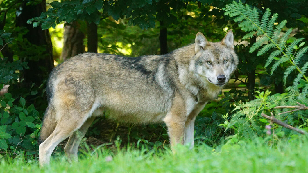 Een wolf in de natuur