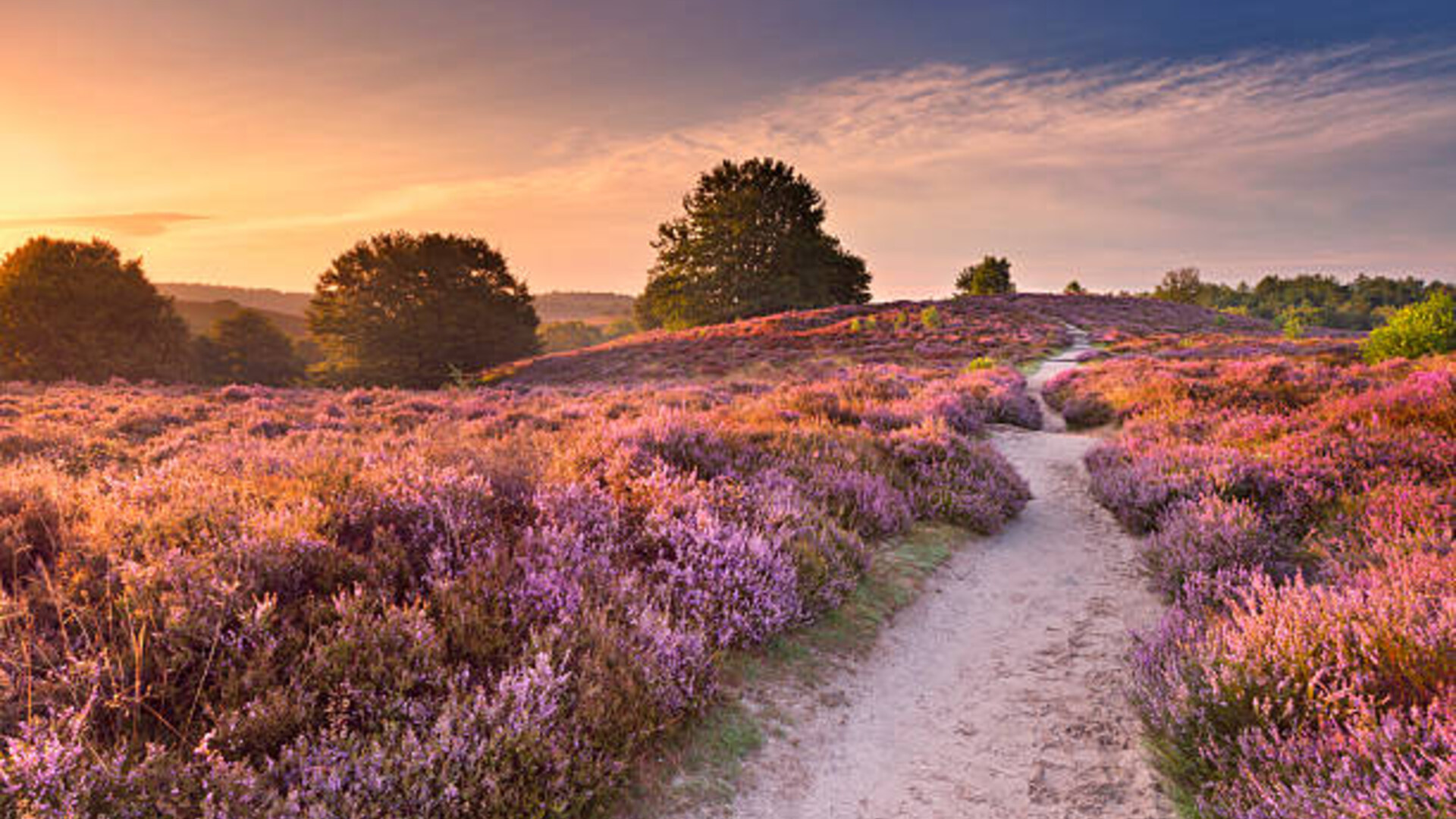 Veluwe