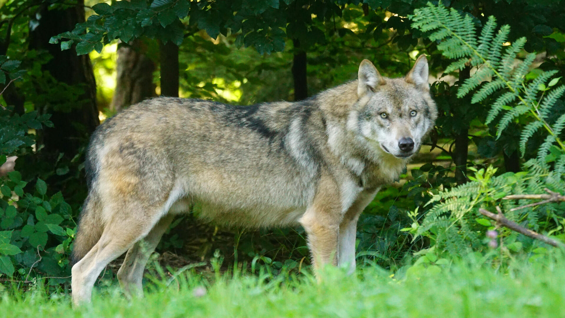 Een wolf in de natuur